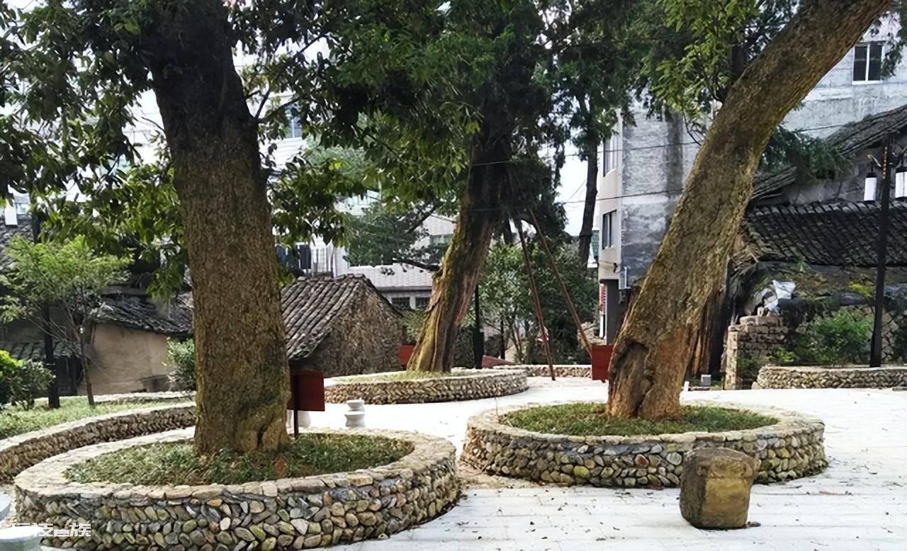 祖坟上长树能不能砍掉(长在祖坟旁边的树砍掉可以吗)-图片4